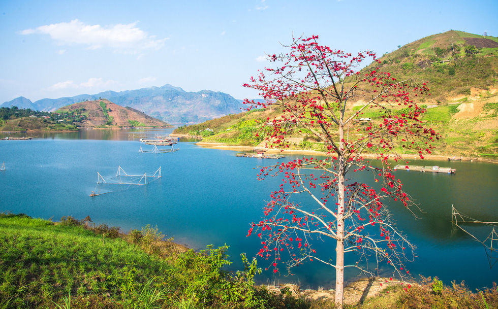 Hoa[-]gạo[-]nở[-]sớm[-]trên[-]miền[-]Tây[-]Bắc